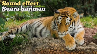 Tiger Sound effect ~ Efek suara harimau [No Copy Right]