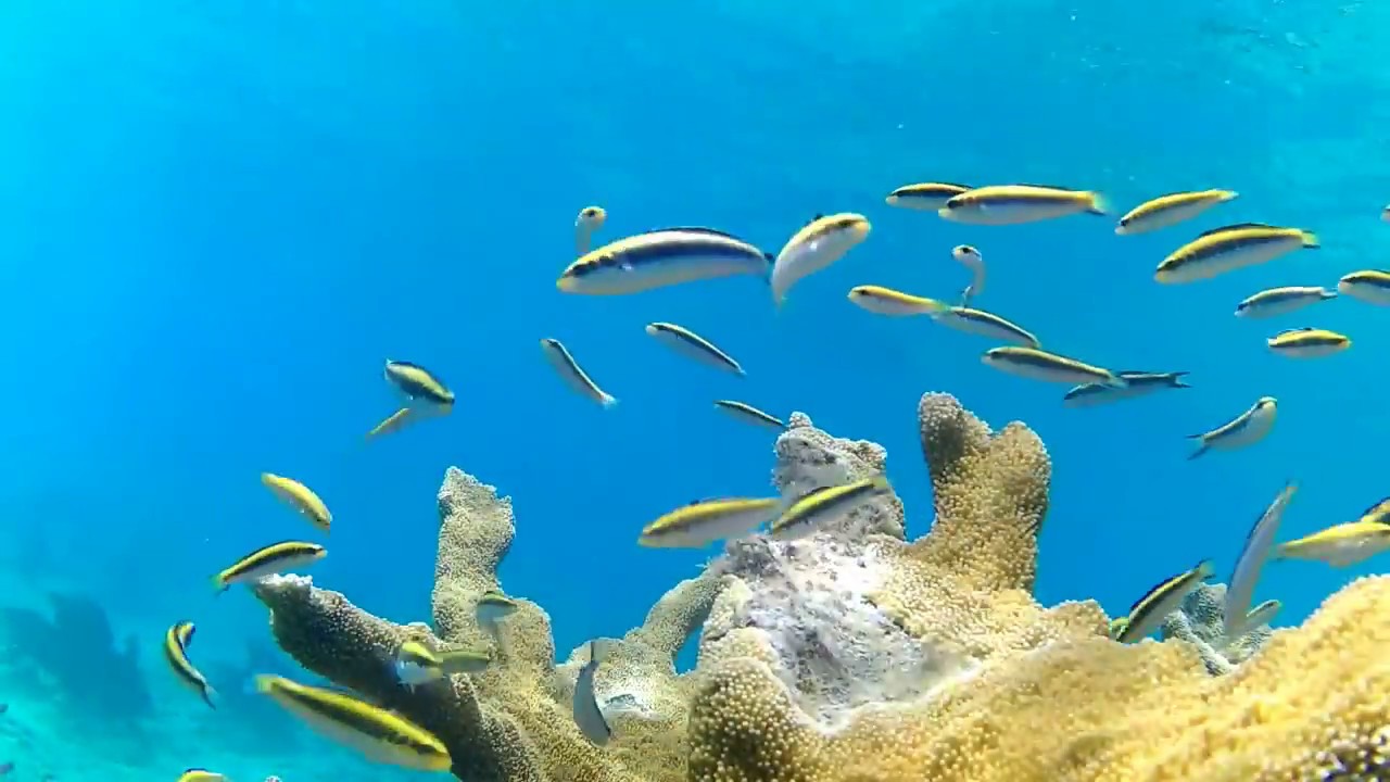 Snorkeling in Grenada Part 11 YouTube