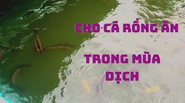 Nuôi cá rồng: Cho tất cả cá rồng ăn l Thế Nam
