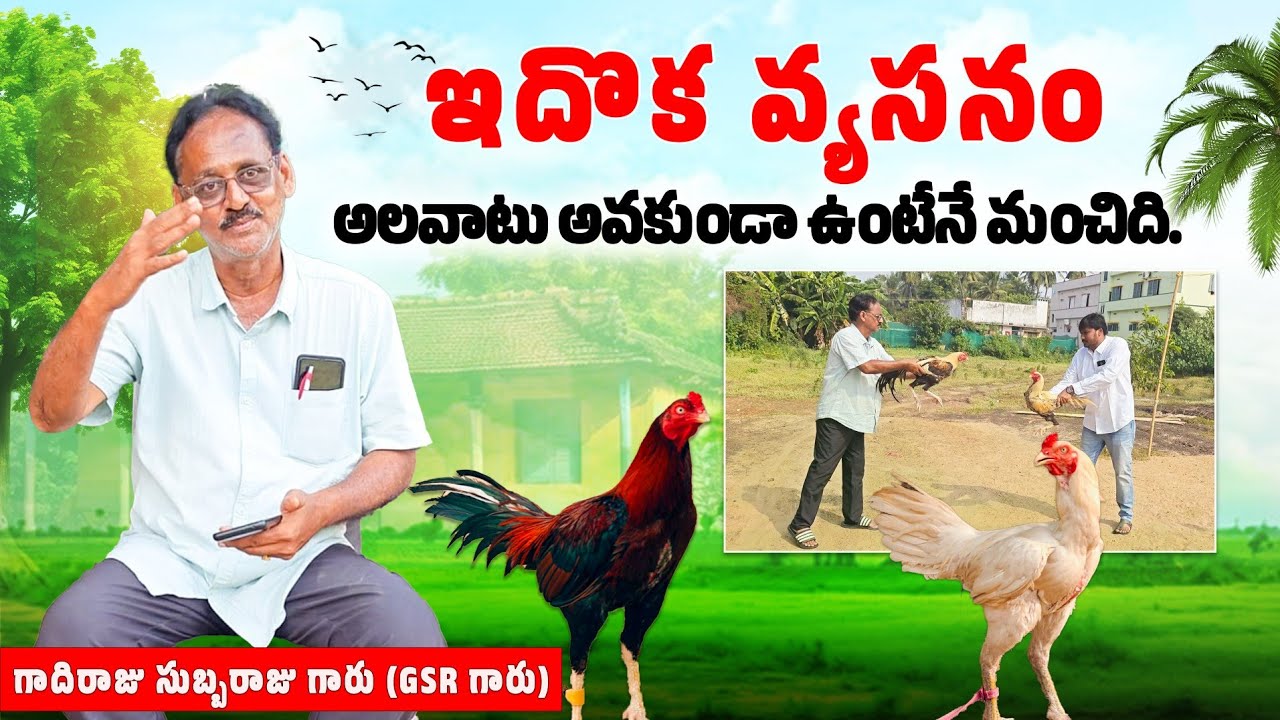 ఇదొక వ్యసనం అలవాటు పడకపోతేనే మంచిది గాదిరాజు సుబ్బరాజు గారు #eskurifarms #trending