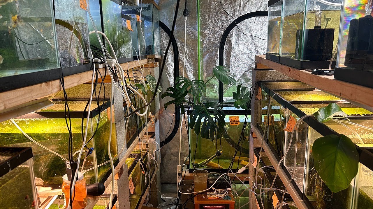 Full Garage Breeding Fish Room Tour 25+ Tanks