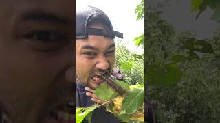 Manusia dan sarang semut merah #berkemah #kerjaluarruangan #buah