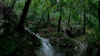 Celebrity 【4K】 Rain walk - Forest #4 (forest after heavy rain) Net Worth