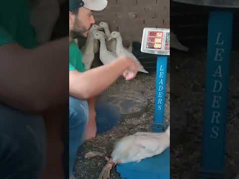 وزن البط الفرنساوي البيور عمر شهر مفاجأة للجميع