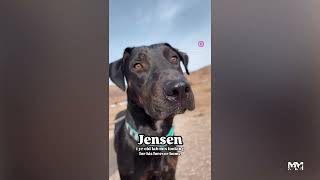 Meet Jensen! | Marley's Mutts
