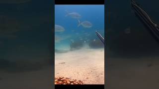 Download Lagu Golden Trevally sneaking from behind 👀 #spearfishing #pescasub #fishing #diving #apnea #freediving MP3