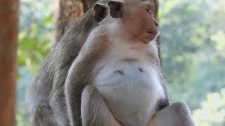 This Monkey’s Reaction to Getting Groomed is Everything!
