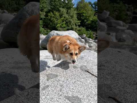 遊び心で岩を飛び移るコーギー / A corgi is playfully hopping from rock to rock. #コーギー #corgi #川遊び