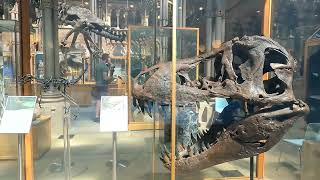 Dinosaurs Skelton Oxford Walking Tour - Museum Of Natural History Oxford University - Part 2
