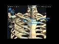 Basic anatomy of ligaments around clavicle and scapula