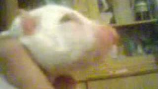 Bull Terrier Ingles Cachorros De Darius