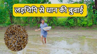 लइचिपि से धान की बुवाई || Laichipi