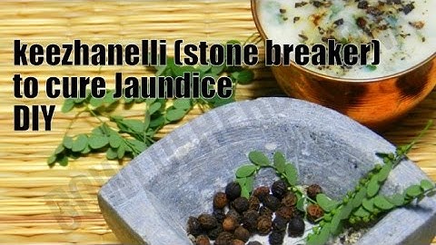 How To Use Keezhanelli (Stone Breaker) To Cure Jaundice – Recipe | Bowl Of Herbs