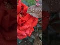 Rose 🌹🌹🌹#Flower#garden #flowergarden #nuwaraeliya #srilanka #shortsvideo