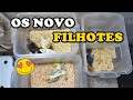 Tirando filhotes dos ninhos | CALOPSITAS | - UDP