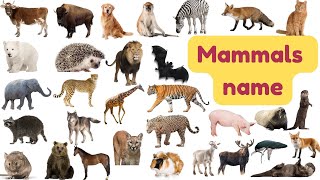 Mammal Vocabulary| Mammal name | Mammal animals | Animal name | mammal mammal for kids