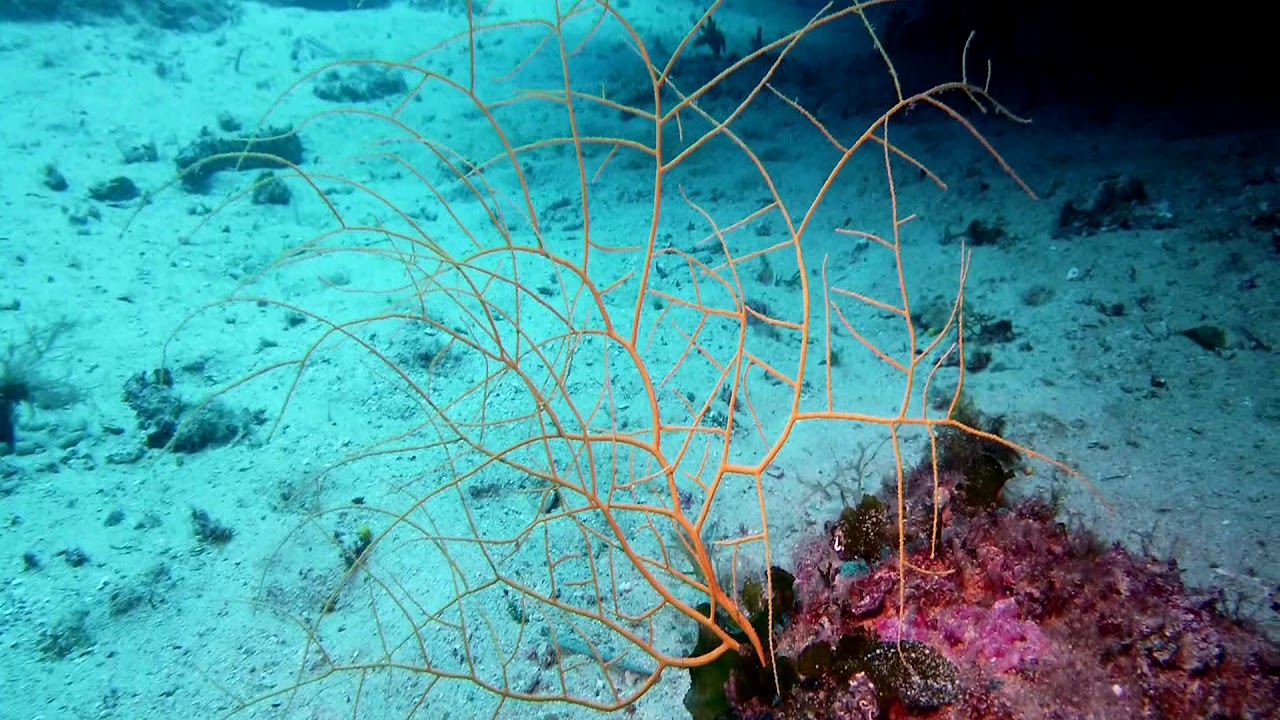 leptogorgia con polipi contratti