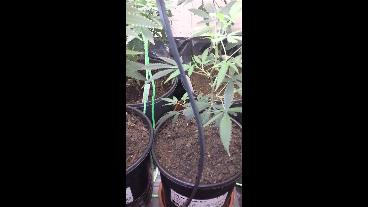 Indoor/outdoor cannabis grow may 23 2015