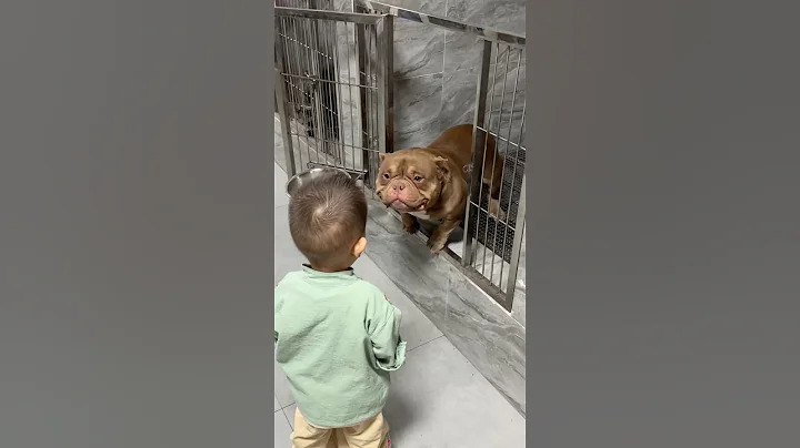 I’d take Cupcake home immediately! 😍❤️ #shorts #dog #adoptme #adoptdontshop #pitbull #americanbully