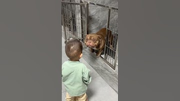 I’d take Cupcake home immediately! 😍❤️ #shorts #dog #adoptme #adoptdontshop #pitbull #americanbully