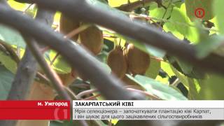 видео: Закарпатський ківі картинка: Закарпатський ківі