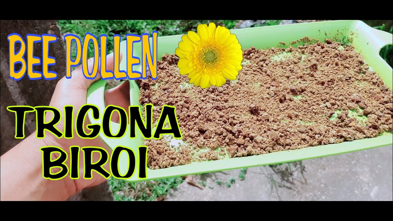 CARA MENGOLAH BEE POLLEN LEBAH TRIGONA