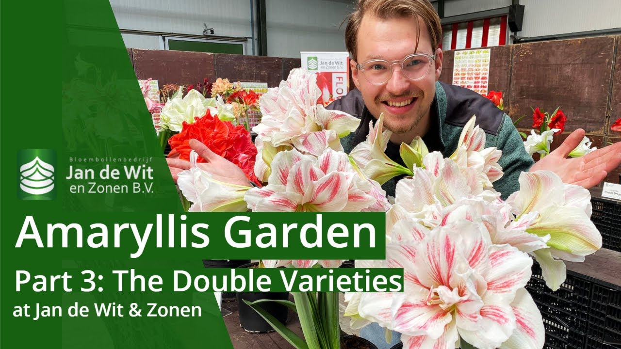 Amaryllis festival | Part 3 : The double varieties | English | Jan de Wit en Zonen