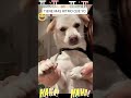 #memes #amirovferro #video #humor #youtube #parati #dance #moda #dog
