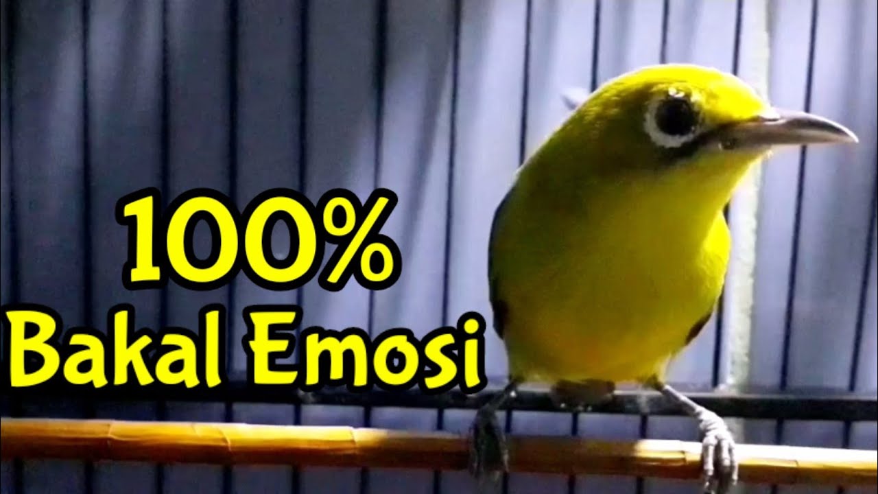 Ciak Ciak Kecial Kuning Menaikan Birahi Jantan Sekaligus Memancing Emosi Lawan (6/11/20)