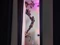 New Aquarium Setup#shorts# short #Deep breath#viralvideo