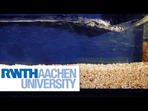 Video: Je, sediments hupangwaje?