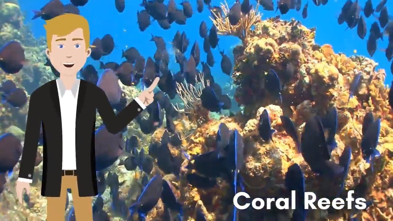reef coin mining