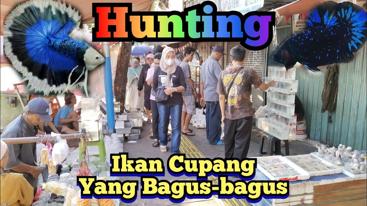 Hunting ikan Cupang...!! Support pedagang pinggir jalan