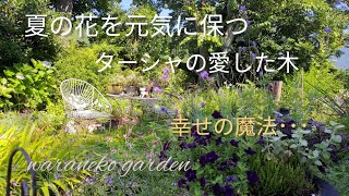 夏の花を元気に保つ＼ターシャの愛した木＼幸せの魔法･･･Keep summer flowers healthy