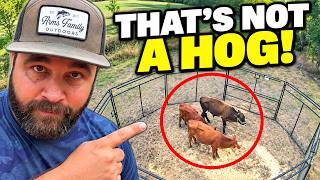 That’s NOT a Wild Hog in My Trap!