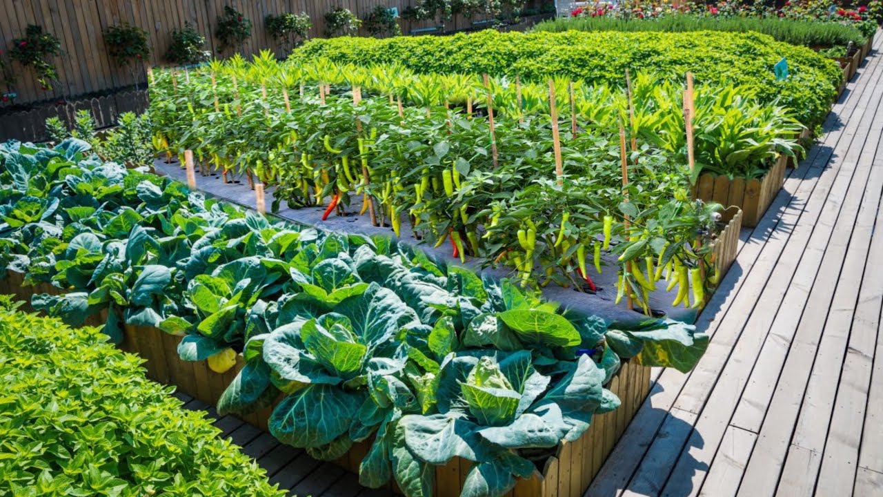 Simple village my life : A day in countryside growing vegetables and chili for family by 