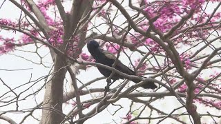 Group pushes for better protection to stop migratory birds from crashing into windows