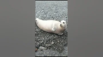 Настоящие тюлени: лахтаки и кольчатые нерпы на Шантарских островах/Ringed seals and bearded seals