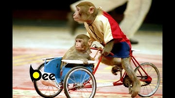 CON KHỈ LÀM XIẾC - LIÊN KHÚC NHẠC THIẾU NHI REMIX SÔI ĐỘNG HAY NHẤT DÀNH CHO BÉ YÊU