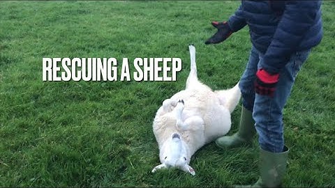 SHEEP STUCK ON ITS BACK