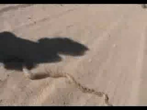 The REAL Desert Dogs, Episode 10:  Mutiny at Corn ...