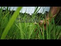 4k Sample Cinematic Footage | 4k footage nature | hd nature short videos 4k | Fimi palm 4k videos