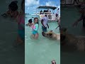 They Raised A Wild One Bahamas Exuma Shark Swimmingpigs 