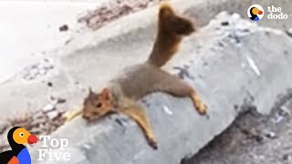 Exhausted Squirrel Mom Moves Babies To Safer Tree + Other Awesome Animal Moms | The Dodo Top 5