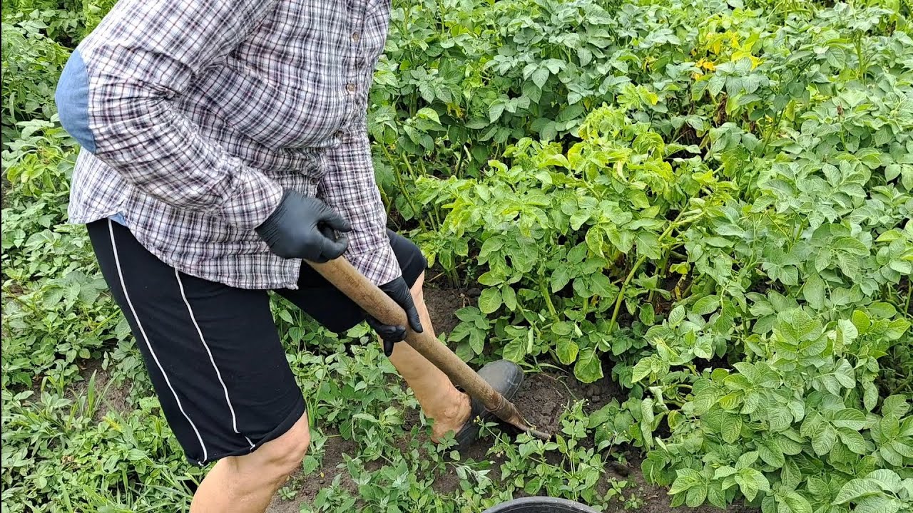 Перший раз копаємо КАРТОПЛЮ! 🥔 @life_in_moments_LM