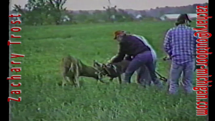 Whitetail Deer Locked Antlers 1987-10-01