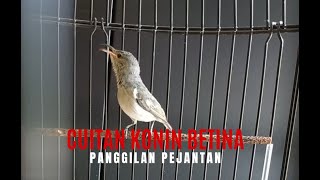 Download Lagu Suara Cuitan Konin Betina Paling Ampuh untuk Memancing Pejantan . MP3 Download Lagu Suara Cuitan Konin Betina Paling Ampuh untuk Memancing Pejantan . MP3