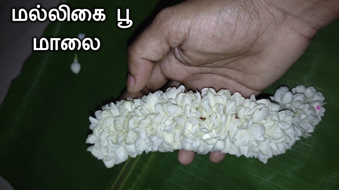 மல்லிகை பூ மாலை கட்டுவது எப்படி?how to tie jasmine flower garland