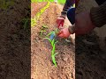 Seedling planting process shows accurate gardening technique
