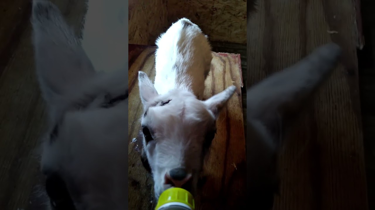 Baby Goats First Day on the Bottle / Nigerian Dwarf Doeling Bottle Feeding